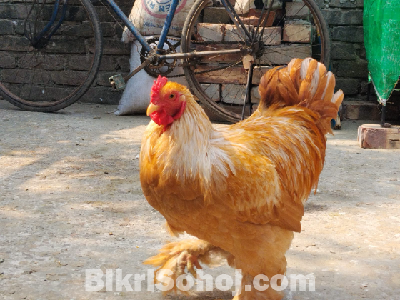 বাফ ব্রাহামা মোরগ